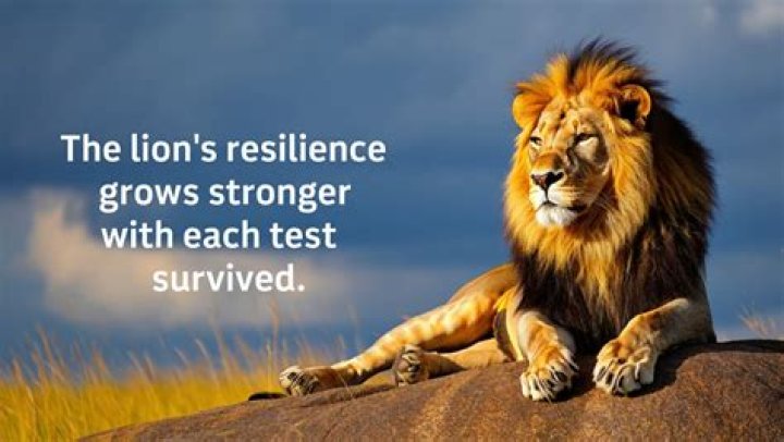 70+ powerful strong lion quotes and sayings to inspire you